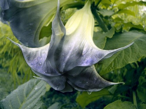 100 black white datura seeds - 100,