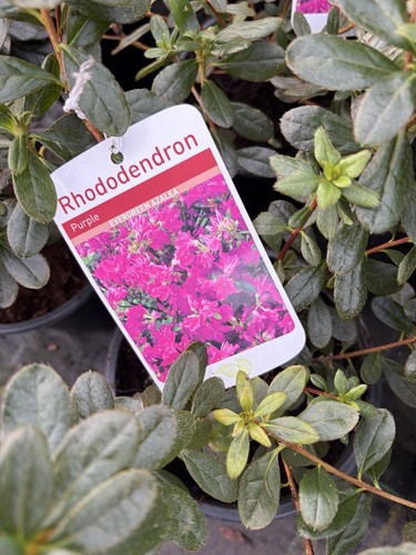Azalea geisha purple evergreen - azalea,
