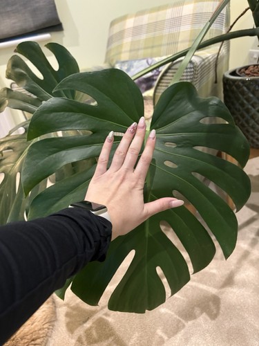 Big monstera deliciosa - deliciosa, swiss