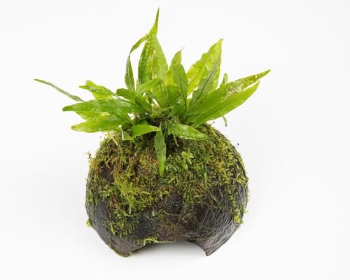 Java fern - fern, +