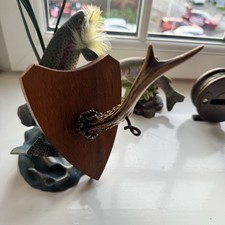 Mounted Antler Roe Deer Coat