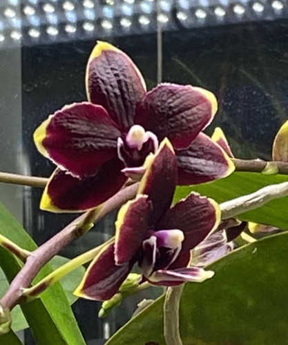 Phalaenopsis thisuce kobold - thisuce,
