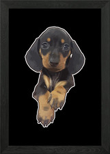Cute miniature Dachshund