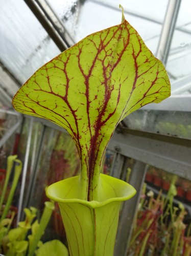 Sarracenia jsf112 flava - sarracenia,