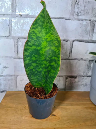 Whale fin sansevieria aka - fin,