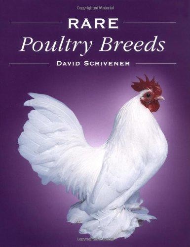 Rare poultry breeds - rare,