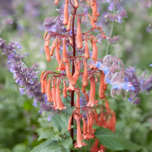 Phygelius orange cape - orange,