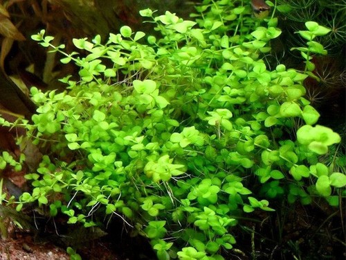 Micranthemum umbrosum giant - umbrosum,