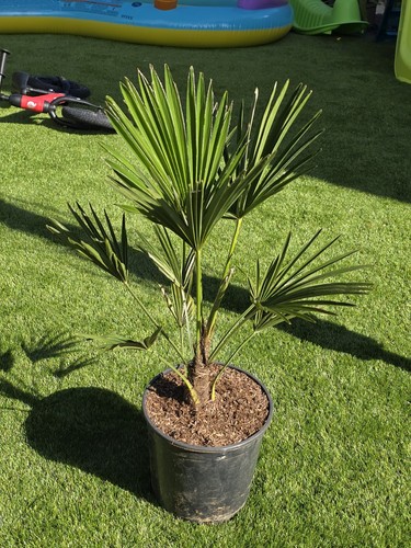 Trachycarpus wagnerianus - trachycarpus,
