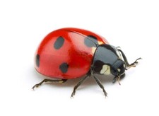 Real Ladybug, Insect