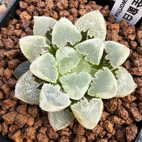 1piece 5cm seedgrowth - 4-5cm,