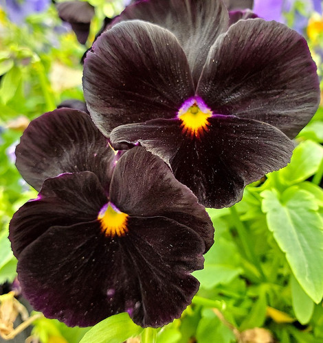 200x black pansy viola - black,