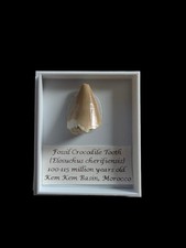 Fossil Crocodile Tooth - Dinosaur - Reptile - Real Fossil Tooth 