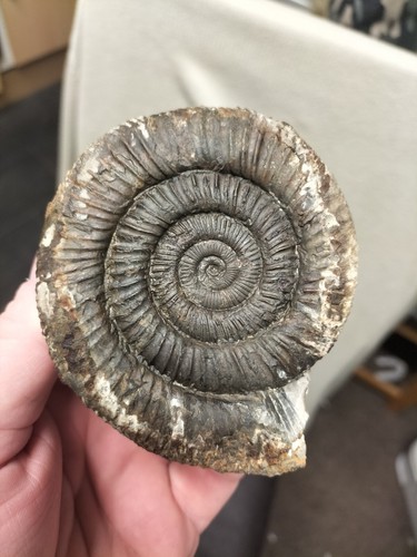 Large monster dactylioceras - large, sp