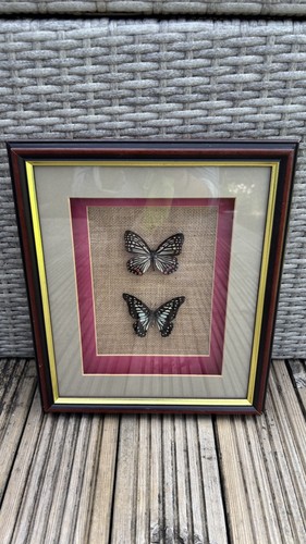 Vintage taxidermy butterfly - taxidermy,