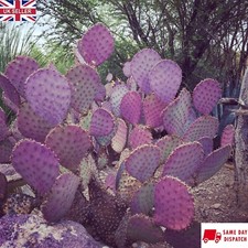 Purple Prickly Pear cactus (Opuntia Santarita) 15+ seeds | Same Day Dispatch