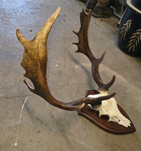 Taxidermy fallow deer antlers - taxidermy,