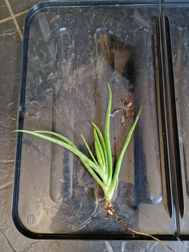 Aloe vera pups - x1,