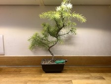 Himalayan Cedar Bonsai Tree