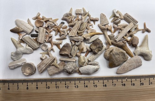 Fossil shark teeth - fossil, morocco
