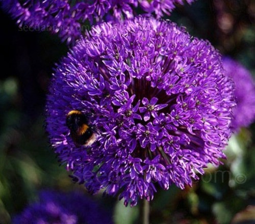 Giant allium purple sensation - purple,