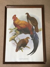 VINTAGE LARGE FRAMED PRINT ~ GALLUS LAFAYETTII / SRI LANKAN JUNGLEFOWL / BIRD