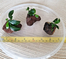 Anubias nana Petite on 3 x