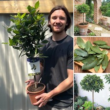 Bay Tree Standard Plant Lollipop Laurus Nobilis Evergreen in 2L Pot 70-80cm