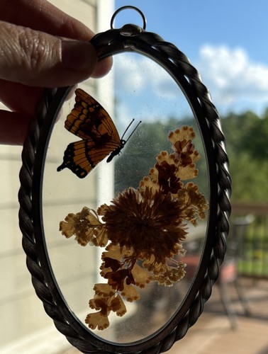 Vintage oval pressed butterfly - oval,