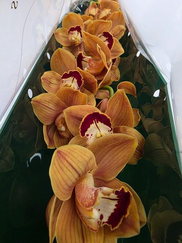 Farm fresh orchid - fresh, orchid/cymbidium