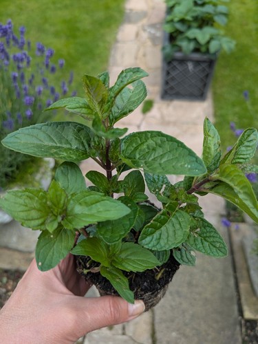 Blackcurrant mint aromatic - mint,