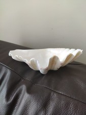 Tridacna Squamosa Giant Clam