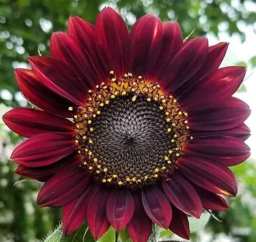 Red sunflower velvet - sunflower,