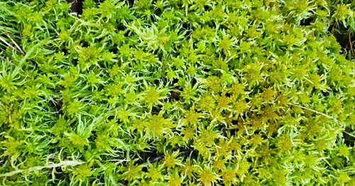 Fresh irish sphagnum moss - fresh,