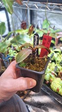 Nepenthes Attenboroughii 