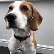 Dog Collar or Harness Bells on