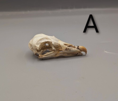 Skulls bones animal skull - bones,,