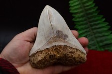 #R16,LOVELY BIG! 5.1"  GENUINE