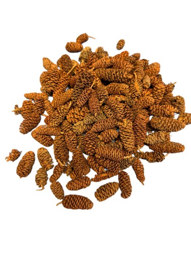 Birch pine cones - pine, 240