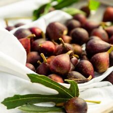 Dwarf Fig Plant 'Little Miss Figgy' - Easy to Grow Fruit Tree - 3x 9cm Pots