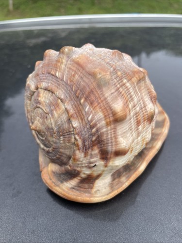 Vintage conch shell - vintage,