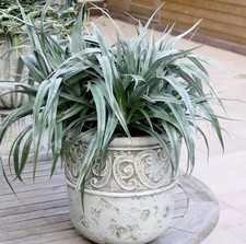 2 x Astelia 'Silver Shadow' -