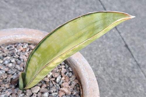 Sansevieria golden wendy - sansevieria, wendy'