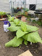Amber leaf tobacco seeds - 🍃,