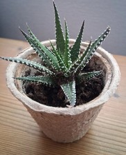 Haworthia fasciata Zebra