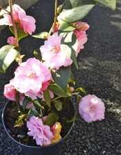 1x Camellia ( Nuccios juwel )