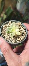 Haworthia Obtusa Marin F L