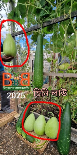 Sini lau seeds u - (gourd), u.k