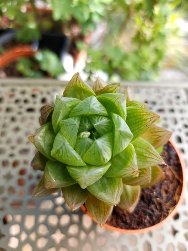 Succulent haworthia cactus - succulent,