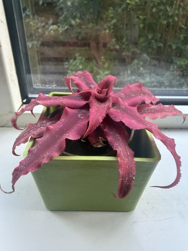Cryptanthus bivittatus earth - cryptanthus,